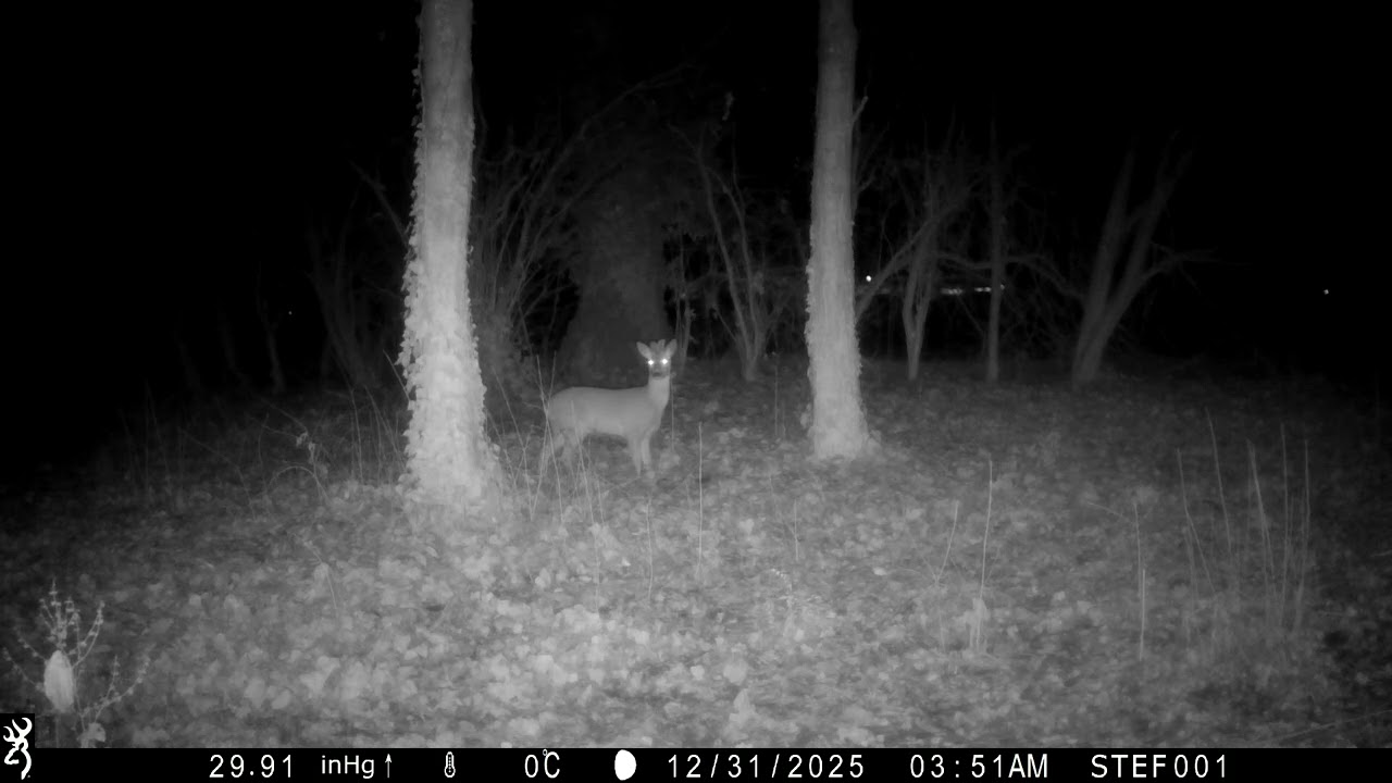 CAPRIOLO - 31/12/2025 - 03:51