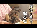 うちの猫が左手だけは触らせてくれません。