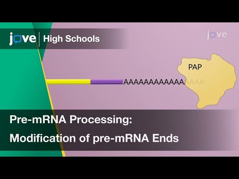 Pre-mRNA Processing: Modification of pre-mRNA Ends | Cell Bio | Video Textbooks - Preview