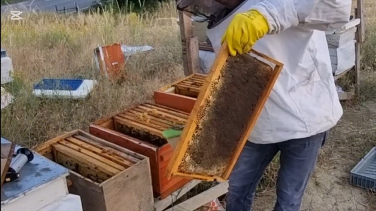 BELFAKS ARI'DAN BAL SAĞIMI VE BÖLME ALMA #arıcılık#bal#sağımı#19 TEMMUZ 2025