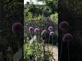 #cottagegarden #garden #homegarden #veggiegarden