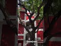 हम और हमारा हंसराज कॉलेज ✨. University of Delhi #shorts