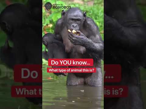 Video: Hvorfor er bonobo utrydningstruet art?