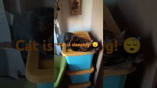 My cat sleeps tonight #lionsleepstonight #tokens #cats #music #love