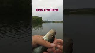 Окунь на крэнк Lucky Craft. Рыбалка на спиннинг