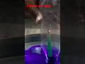 candel and ujala esay expriment #viral #trendingshorts #shortvideo