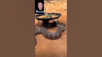 đặt bẫy rắn bằng cái loa to đùng cả nhà ơi