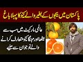 Pakistan Me Seedless Kinnow Ka Pehla Bagh - Expensive And Juicy Kinnow