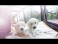 Virtual Dream - 360 Golden Retriever Puppies !