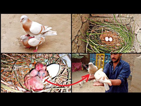 The yellow capped pigeon laid 2 eggs and hatched from the eggs || growth 1day two 28 day