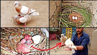 The yellow capped pigeon laid 2 eggs and hatched from the eggs || growth 1day two 28 day screenshot 3