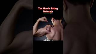 The muscle eating molecule! (You aren’t just losing gains)