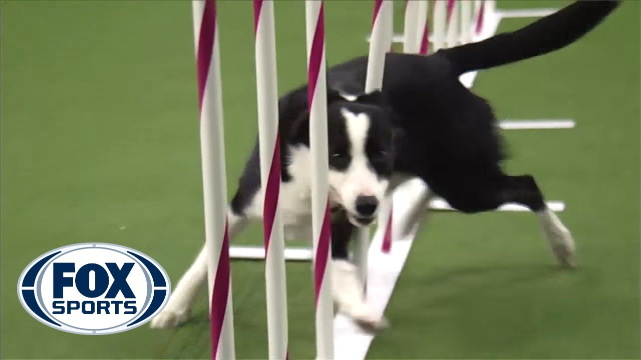 Cookie the Pug doing Agility will melt your heart!