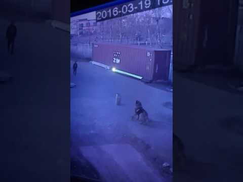 Видео: Хуцдаг нохой ховор хаздаг уу?