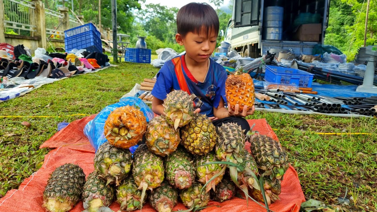 Orphan boys - Harvest pineapples and bring them to the market to sell ...