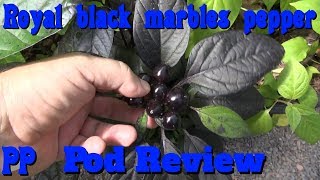 ROYAL BLACK MARBLES Pepper, Capsicum annuum, POD REVIEW PEPPER