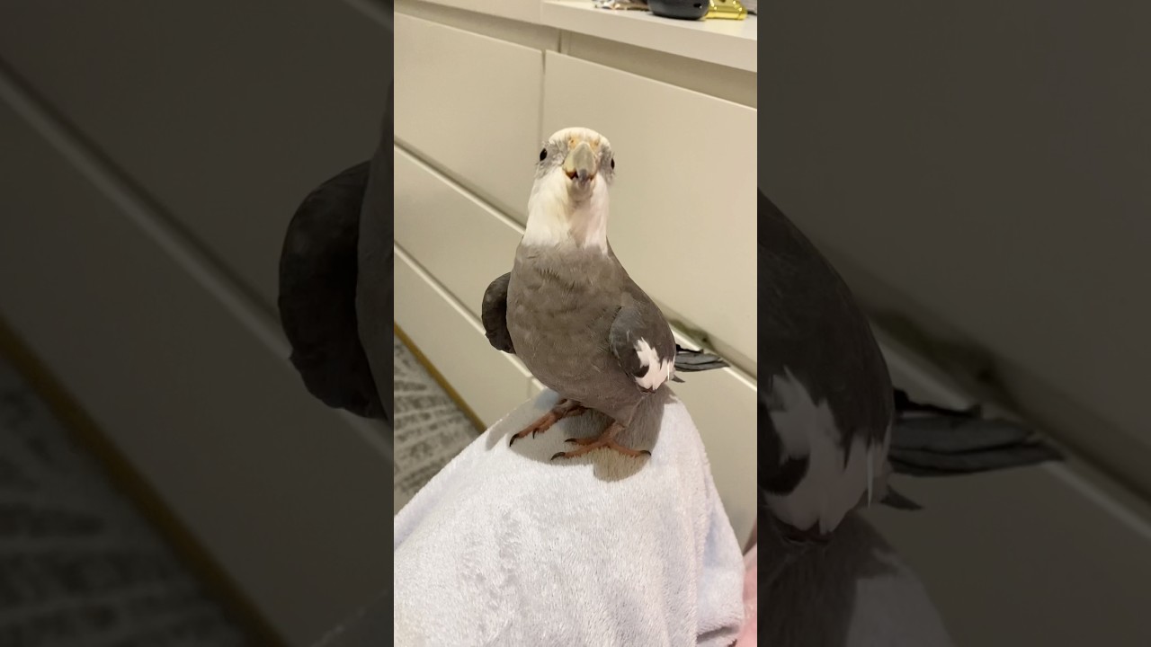 #birds #cockatielbird #cockatiel #hudhud #cute #bird #cutebirds #pets #birdsinging