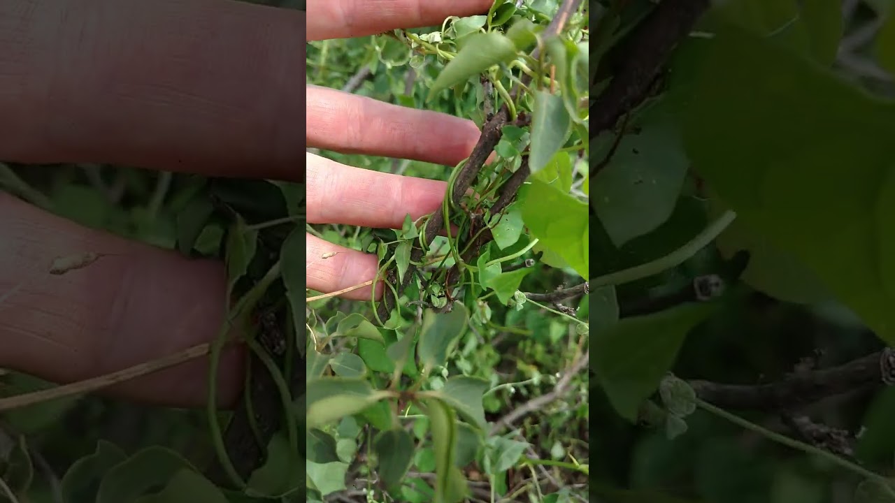 Why should we worry about "entangling sin"?