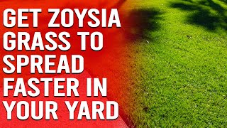 How to Get Zoysia Grass to Spread Faster in Your Yard