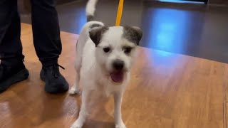 Clear the Shelters: Big Adoption Event This Saturday in Houston
