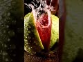 The Ultimate Guava Slicing Experience | Cinematic ASMR | NextGen Carves #fruitart #asmr
