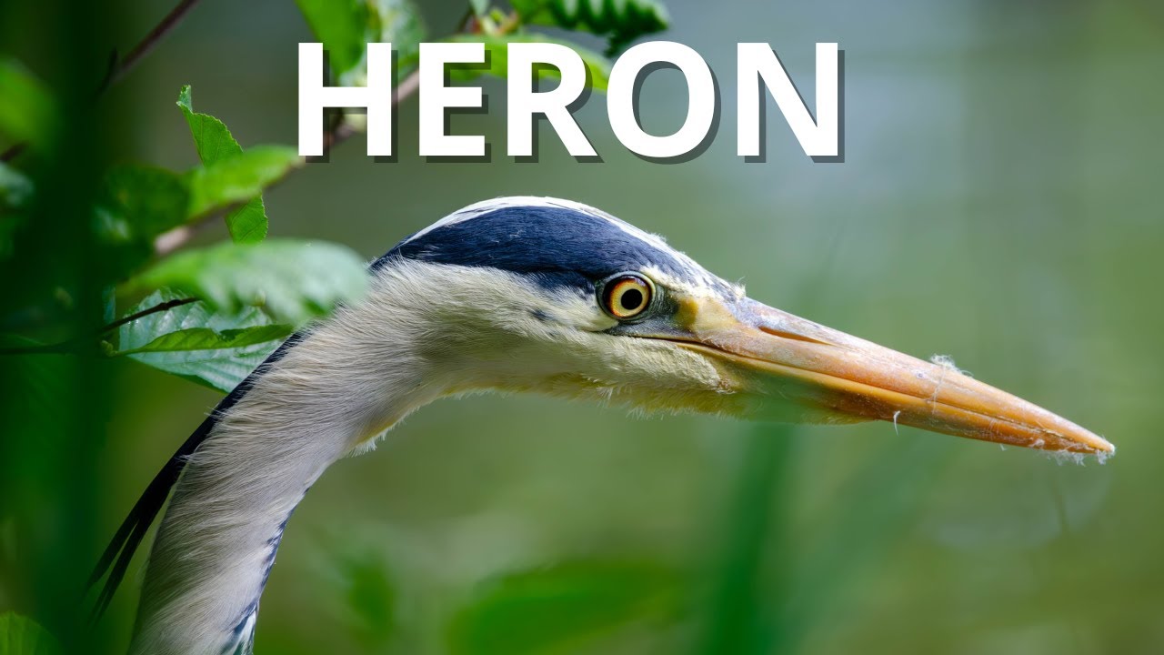 Grey Heron – Danish Birds in 3 Minutes | Vilde Danmark