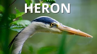 Grey Heron – Danish Birds in 3 Minutes | Vilde Danmark screenshot 1