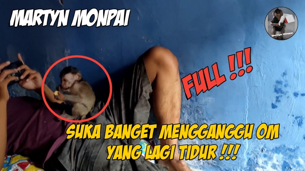 Baby Monkey Martyn || Suka Bnaget Gangguin Om yang Lagi Tidur.