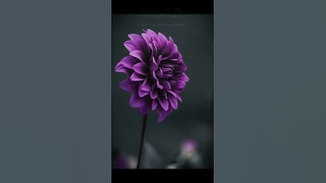 سورة الأحزاب القارئ محمد اللحيدان #اكسبلور #لايك #راحة_نفسية #quran