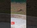 #Zoo ki safari //  Zunny/Zehra &amp; Family more... #cute baby #funny #masti  #kids #TIGER #Animals