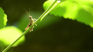 Grasshopper Jump - Free Footage,  Copyright Free