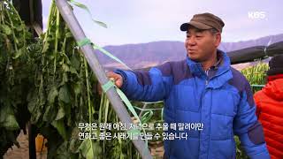 한식의 마음 - 혹독한 추위를 견뎌내어 만들어진 ‘시래기’ 20171226