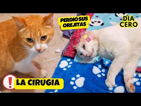 LA CIRUGÍA de MILKY Pte# 1| Le han quitado sus orejitas por su salud 😿🥹 DIA CERO
