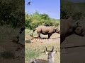 الغزال مستغرب عملة وحيد القرن صراع الحيوانات 
