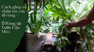 Cách ghép và chăm sóc cây tổ rồng - Ổ Rồng tại Vườn Của Mèo