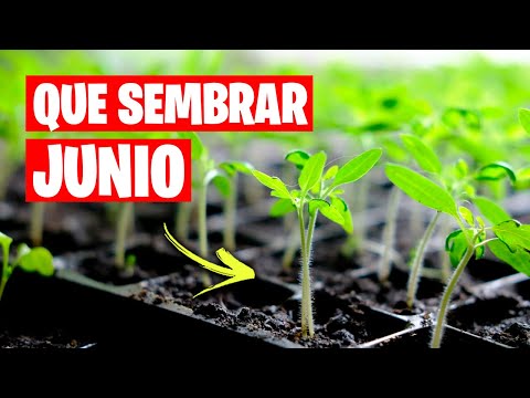 Video: Tareas de jardinería para julio: tareas para los jardineros del noroeste del Pacífico