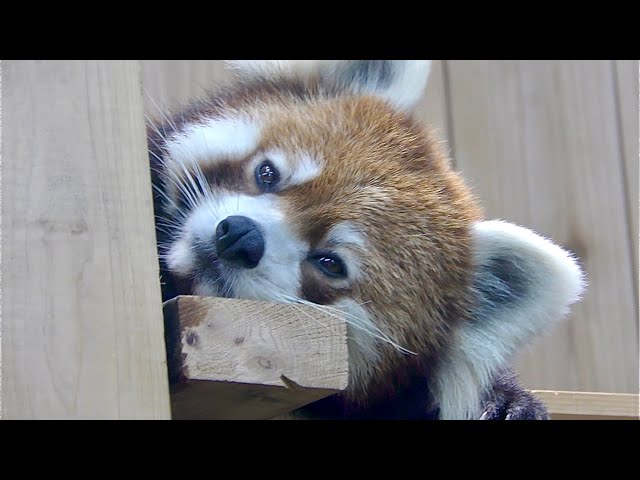 オネムなずんくん レッサーパンダ【東山動物園】Red panda Zun-kun