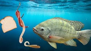 How To Catch Tilapia  Whats The Best Bait To Switch Fish On.