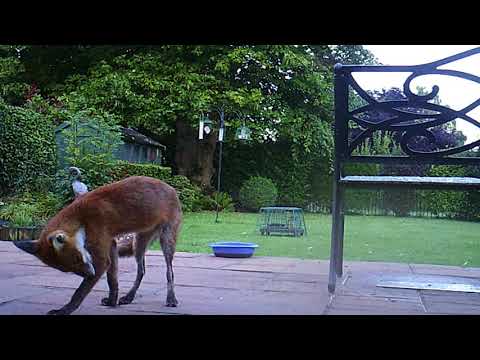 3 Days after mange medication Fox biting & scratching