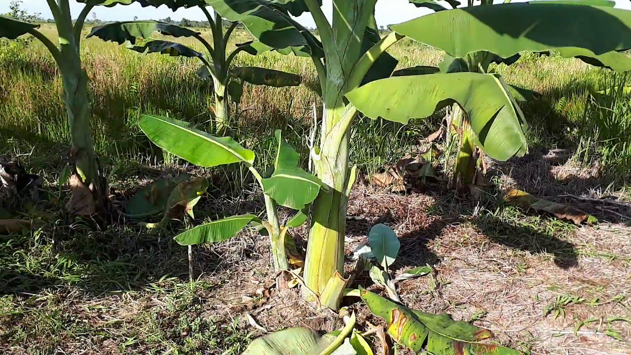  Budidaya Pisang Kepok  pisang  manurun YouTube