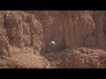 Egyptian vulture attacked by crows