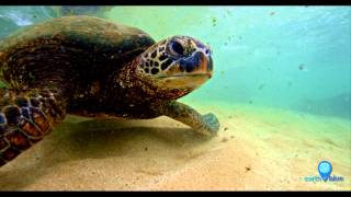 Your Earth Is Blue: Green Sea Turtles