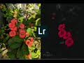 Lightroom mobile editing tutorial  mobile photography  easy edits 