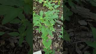Virginia mercury, Acalypha virginica, along the trail at Giant city state park. A weird euphoria.
