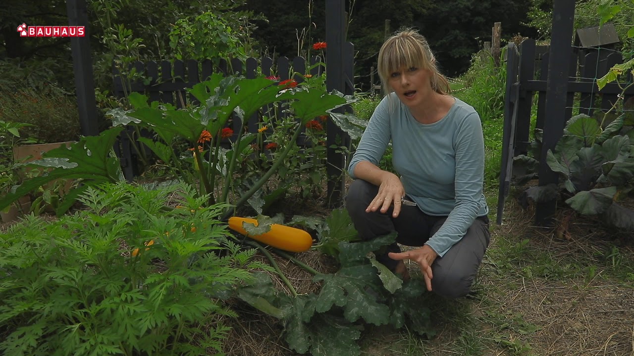 Škola vrtlarstva - tikvice