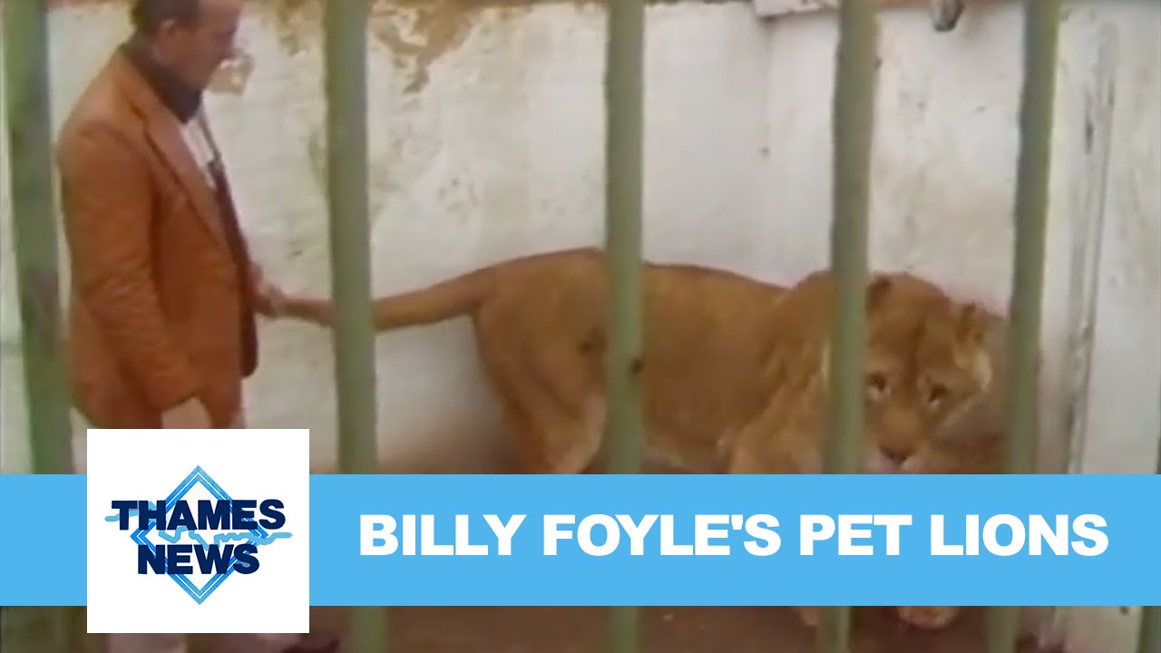 Billy Foyle's Pet Lions | Thames News
