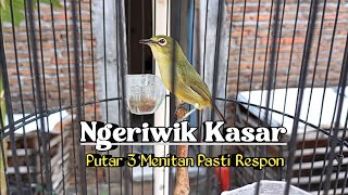 TERAPI PLECI NGERIWIK KASAR ‼️ Pleci Dakun Wilis Bahan Ombyokan