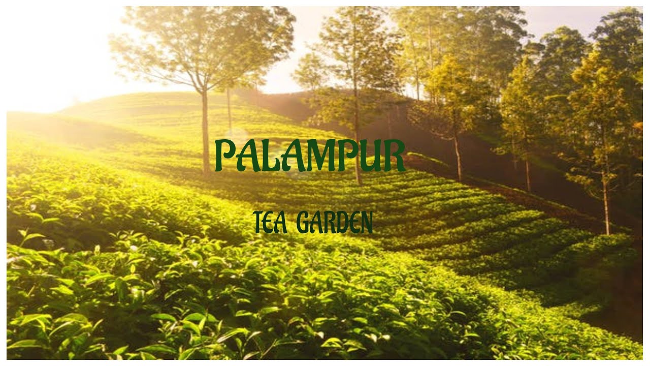 Palampur Tea Garden YouTube