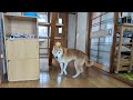 【おうちライブ】今日もお花満開です♡ (2024/10/11)