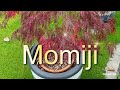 Momiji DFGARTEN 2025